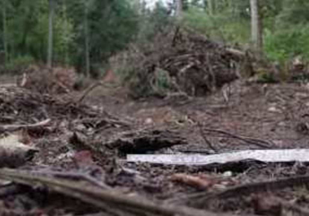 Footage Shows Debris and Memorial at Horizon Air Plane Crash Site on Ketron Island, Washington