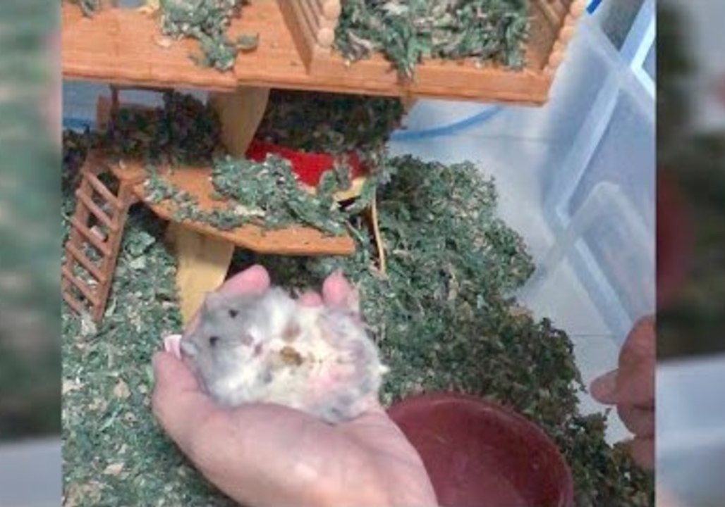 Pet Owner Distracts Hamster With Yummy Treat