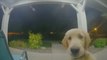 Puppy Escapes, Then Rings Doorbell to Get Back Inside