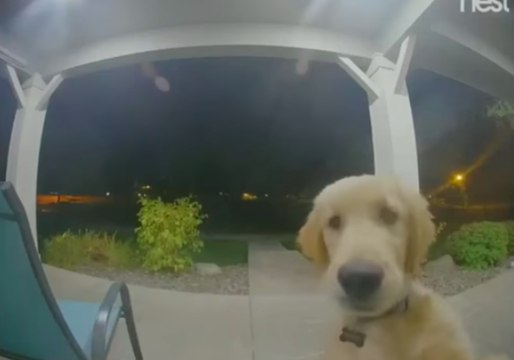 Puppy Escapes, Then Rings Doorbell to Get Back Inside