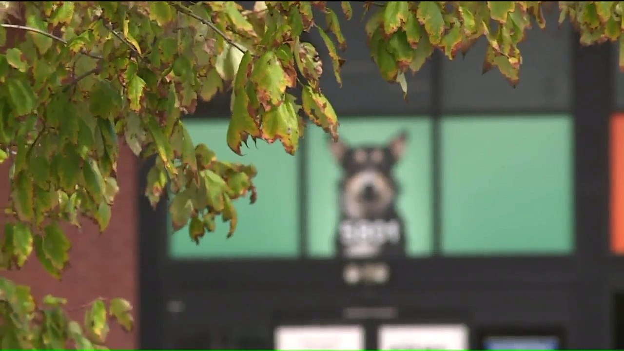 Couple Says Their Dog Died After Nail Trimming at Groomer