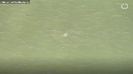 London: Beluga Whale Surfaces In River Thames