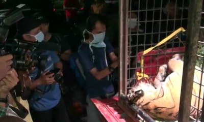 Petugas Temukan Harimau Mati Akibat Terlilit Jerat