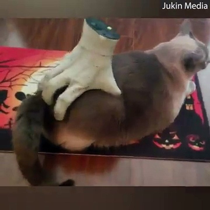 Just a cat getting a massage from a Halloween decoration 