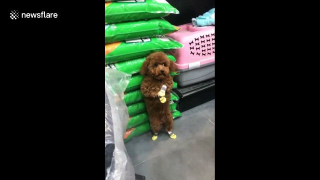 Toy poodle looks genuinely shaken after being told off by owner in public