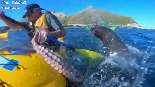 Une otarie gifle un kayakiste avec un poulpe