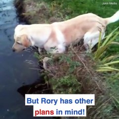 Dogs can be so stupid but we still love them ‍♂️ 