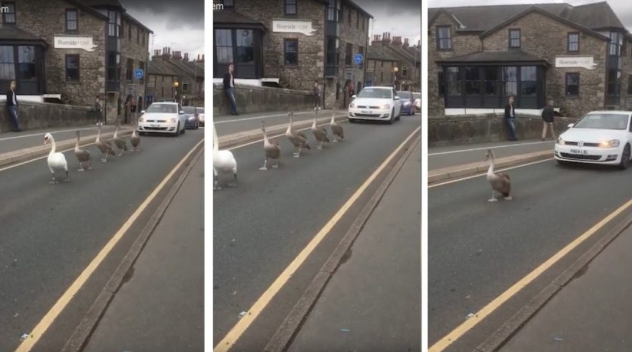 Quand une famille de cygnes bloque la circulation...