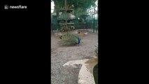 Footage shows peacock fanning feathers to reveal stunning plumage