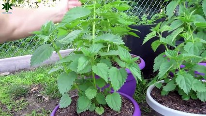 Isırgan otu neden yakar?