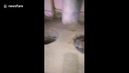 Family finds cobra hiding in hearth in Indian village