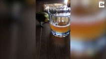 Une perruche veut boire une bière