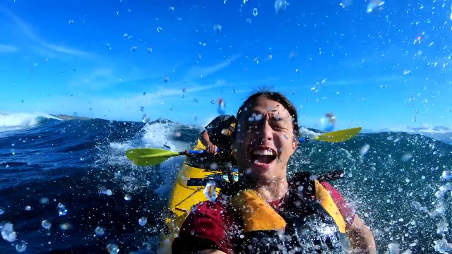 Un phoque gifle un kayakiste avec un poulpe