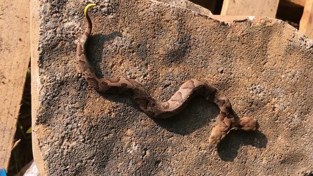 Vidéo rare d'un serpent à deux têtes