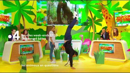 Drôlement bêtes, les animaux en questions - bande annonce