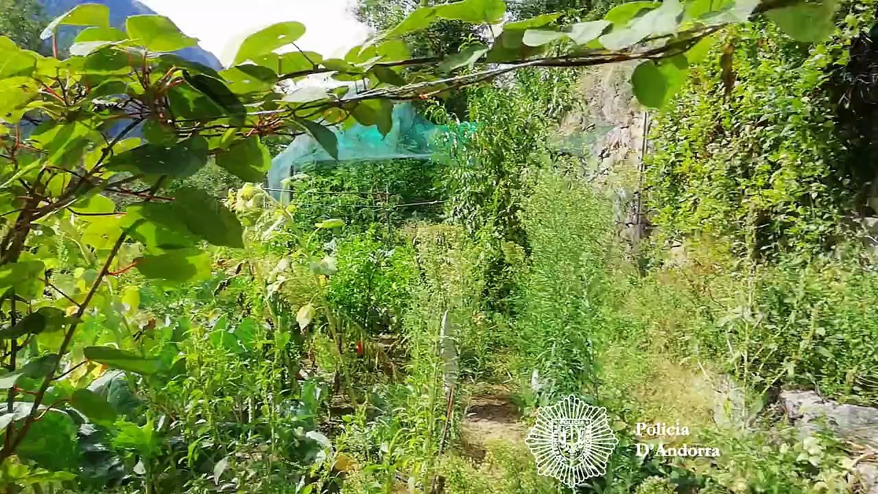 Desmantellada una gran plantació de marihuana al bosc a Andorra la Vella