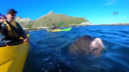 Yeni Zelanda'da Fok Balığının Şok Hareketi