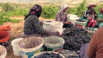 Bu köyün mirası 'peygamber üzümü'- KAHRAMANMARAŞ