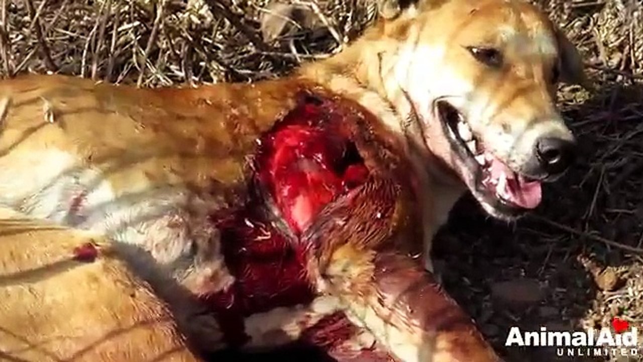 Dog leg split open after hit by car and was badly injured