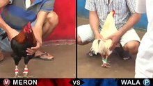 Đá gà thomo mới nhất 2018 ngày 27/09/2018 - Video 5