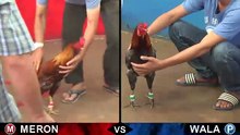 Đá gà thomo mới nhất 2018 ngày 27/09/2018 - Video 10