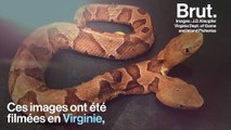 États-Unis : un incroyable serpent à deux têtes filmé dans un jardin de Virginie