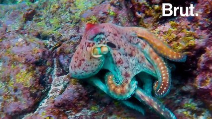 Les pieuvres peuvent-elles être sensibles aux amphétamines ?