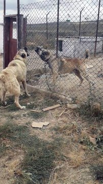 Satılık Kangal İlanları - Satılık Köpek, Yavru Köpek Fiyatları ve İlanları:0554 745 52 53
