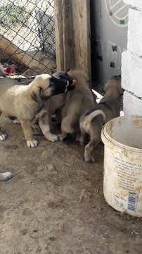 Satılık Yavru Kangal Fiyatları-Diriliş kangal çiftliği:0554 745 52 53