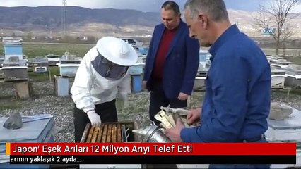 Japon' Eşek Arıları 12 Milyon Arıyı Telef Etti