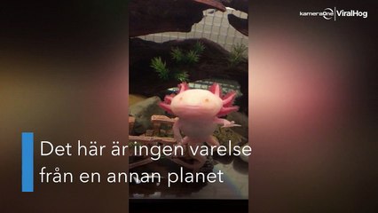 Osannolikt söt! Möt Sonny en albino-axolotl