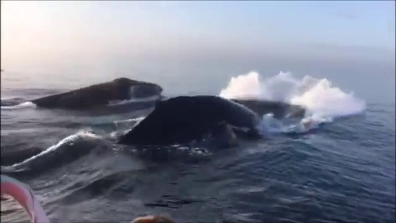 3 Baleines offrent un spectacle incroyable !