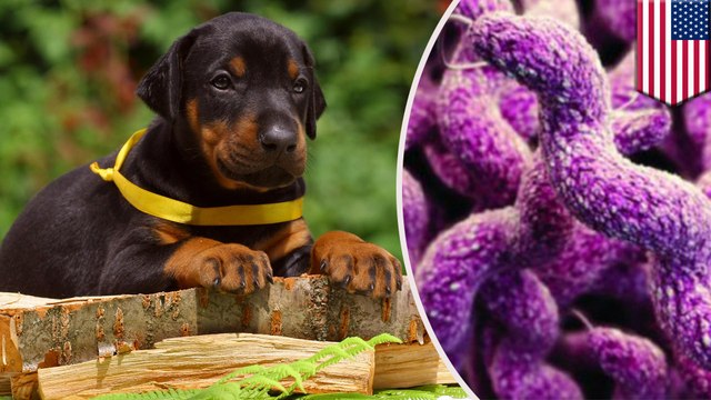 Cuddly puppies causing drug-resistant illnesses