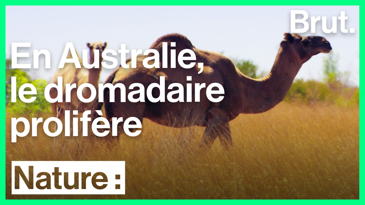 La prolifération des dromadaires sauvages devie...
