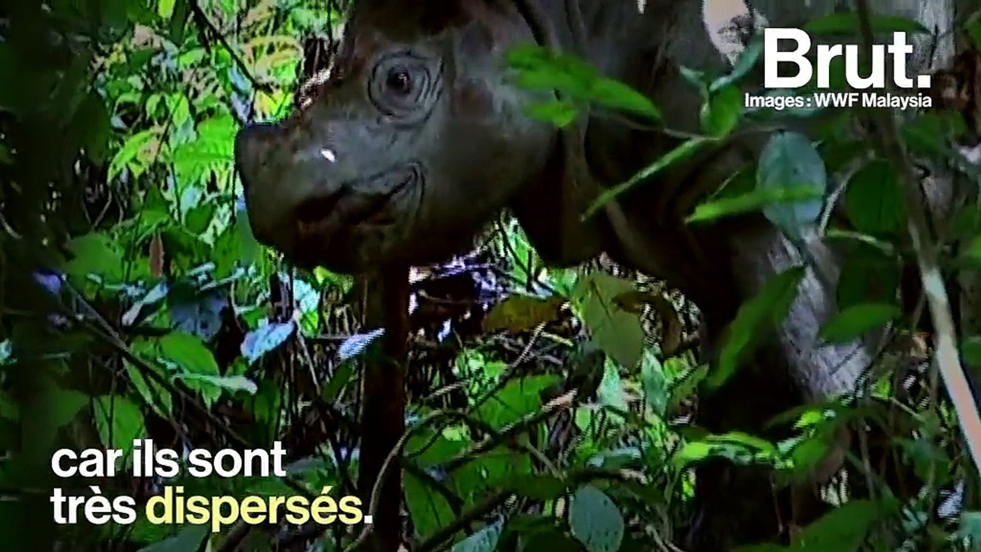 Indonésie : un programme lancé pour sauver les rhinocéros de Sumatra
