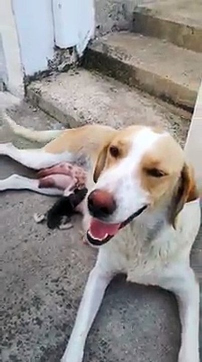 Kitten thrown in the trash desperately needs to eat and an unlikely friend steps in to provide the milk it desperately needs - The Meow Post Daily Cat Blog