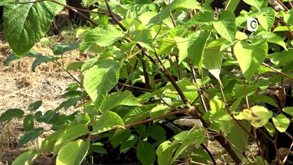 Reportage - Dans les serres du Jardin du Lautaret