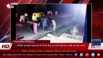 Many people injured & Died due to cows openly walk on the road