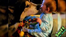Cute Alaskan Malamute Protecting and Playing With Babies