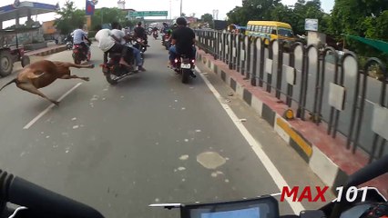 3 hommes en moto percutent une vache