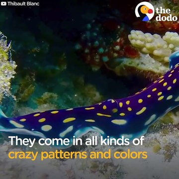 Cette créature marine est mystérieuse et magnifique : limace de mer