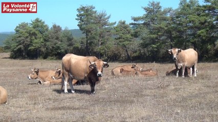 Vaches Aubrac bio  sur le Causse Noir