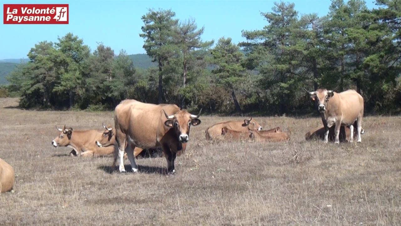 Vaches Aubrac bio  sur le Causse Noir