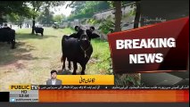 PM House buffaloes sold in auction today in PM House