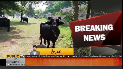PM House buffaloes sold in auction today in PM House