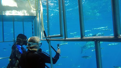 Great White Shark swimming by divers and biting boat.