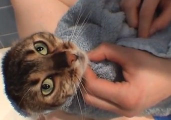 The Cat That Got the Clean - Tia the Cat Joins Shower With Human