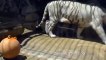 Solidarité entre bébés tigres blancs qui viennent aider leur frère