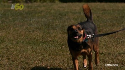 Here's How To Keep Your Pet Calm When You're on Vacation