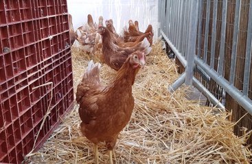 Distribution de poules à Mulhouse